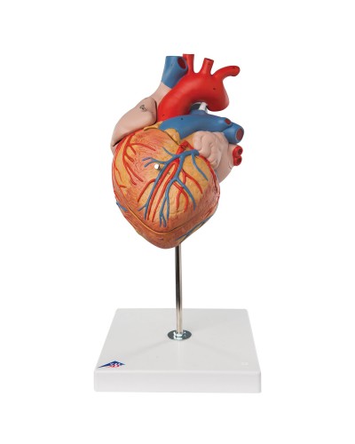 Heart, 2-times life size, 4 part